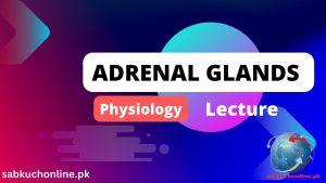 ADRENAL GLANDS – Physiology Lecture Slideshow