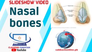 Nasal Bones Lecture | ppt Slideshow | Short Video | Video Lecture