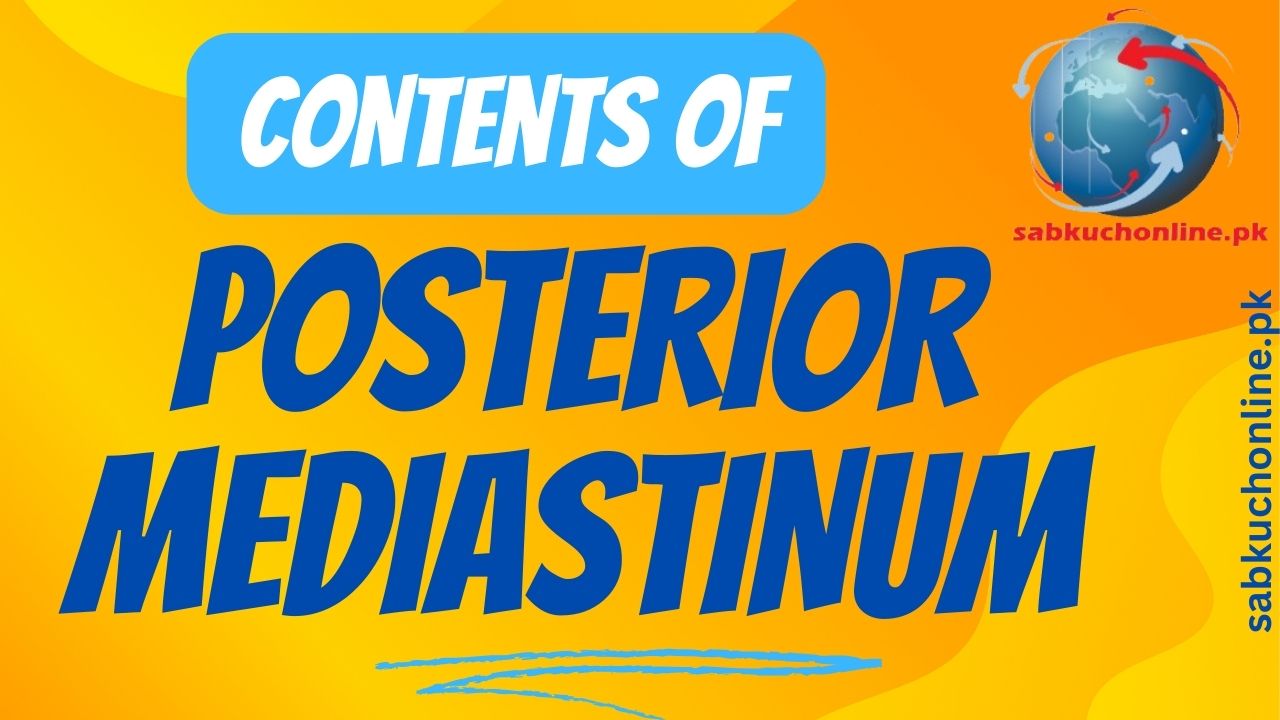Contents of posterior mediastinum