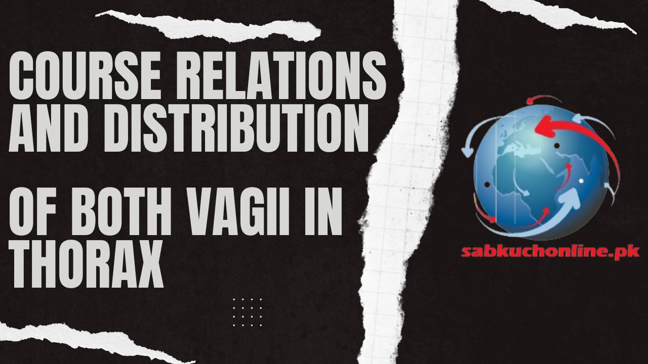 Course relations and distribution of both vagii in thorax