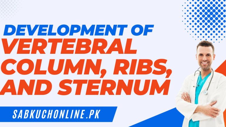 Development of vertebral column, ribs, and sternum