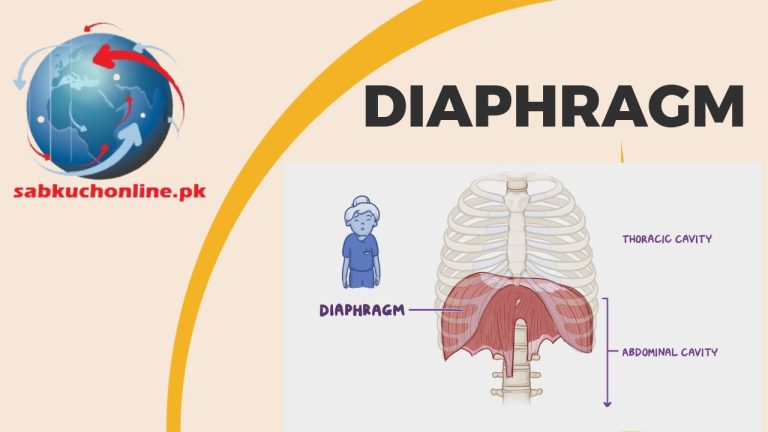 Diaphragm Lecture | MBBS Lectures | Medical Video Lectures