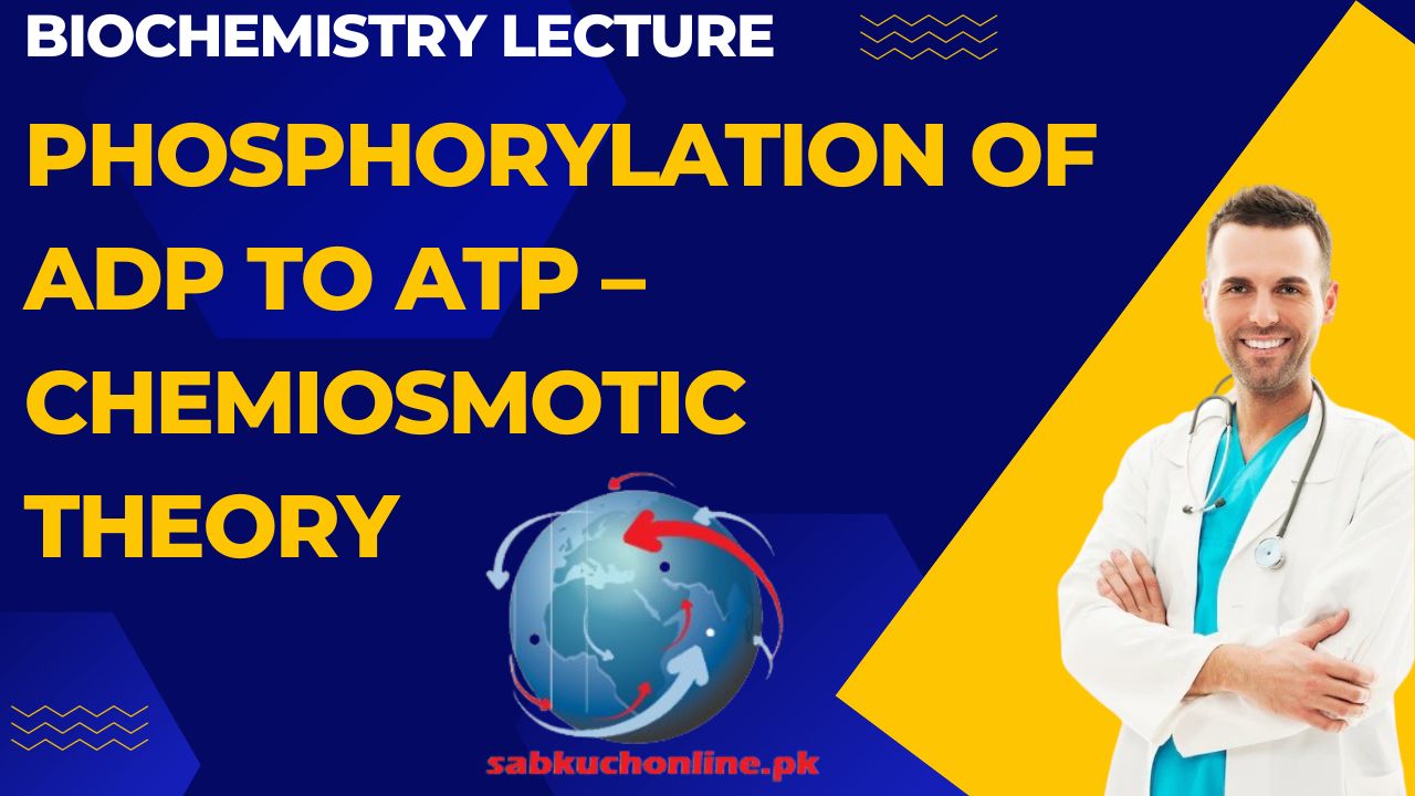 Phosphorylation of ADP to ATP – chemiosmotic theory Biochemistry Lecture