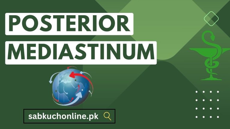 Posterior mediastinum
