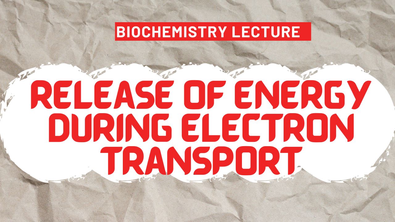 Release of energy during Electron transport in biochemistry lecture