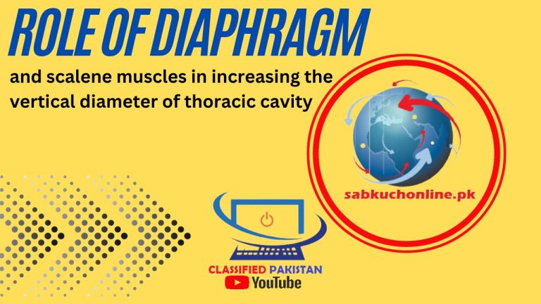 Role of diaphragm and scalene muscles in increasing the vertical diameter of thoracic cavity