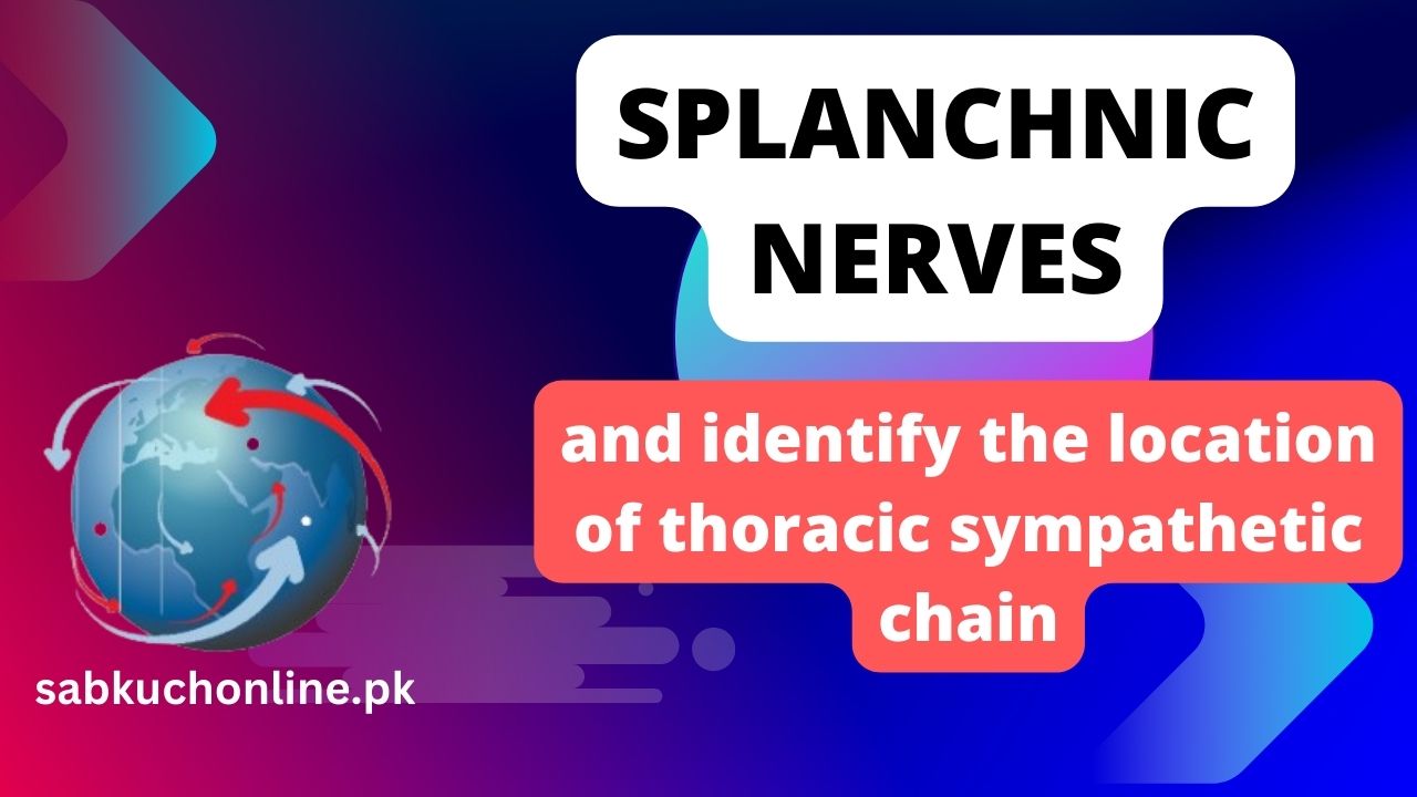 Splanchnic nerves and identify the location of thoracic sympathetic chain