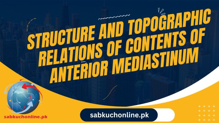 Structure and topographic relations of contents of anterior mediastinum