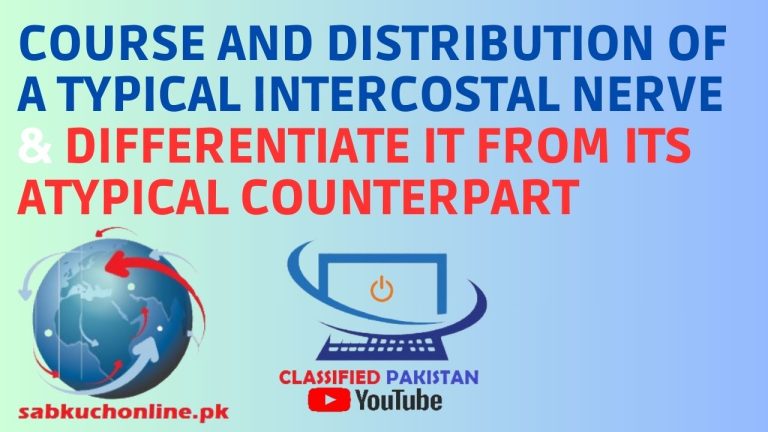 course and distribution of a typical intercostal nerve & differentiate it from its atypical counterpart