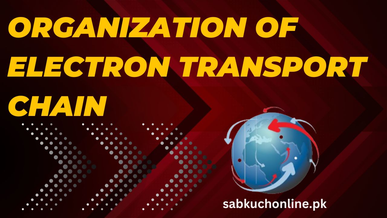 Explain organization of Electron transport chain