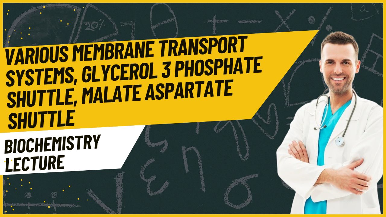 various Membrane transport systems, Glycerol 3 Phosphate shuttle, Malate Aspartate shuttle