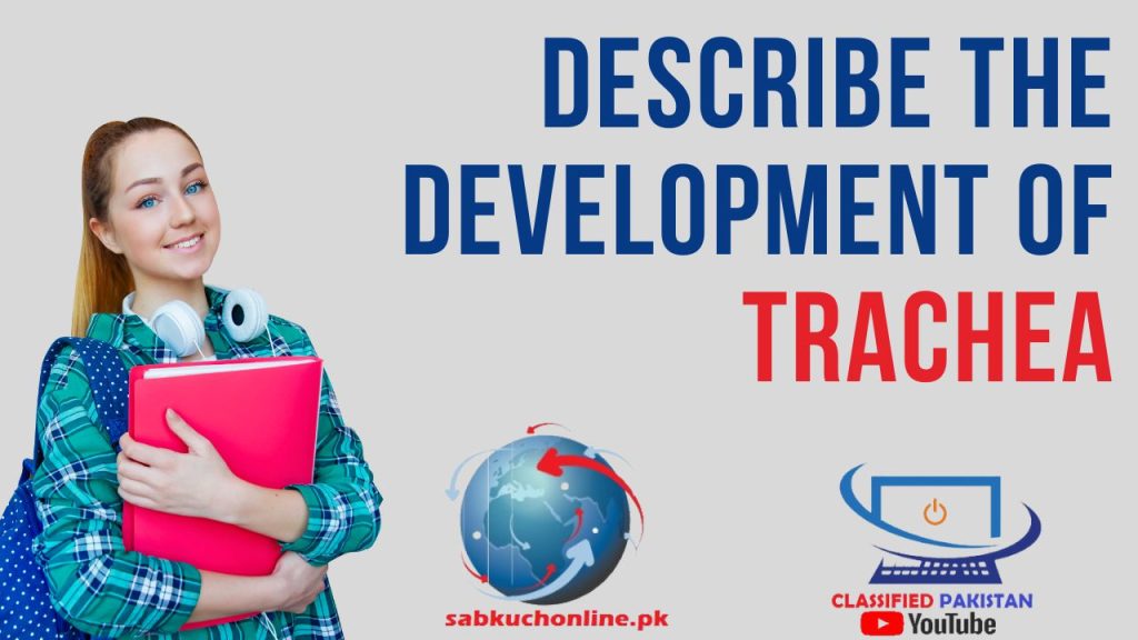 Describe the development of trachea MBBS Lecture