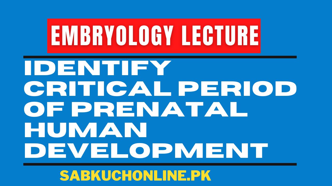 Identify critical period of prenatal human development Embryology Lecture