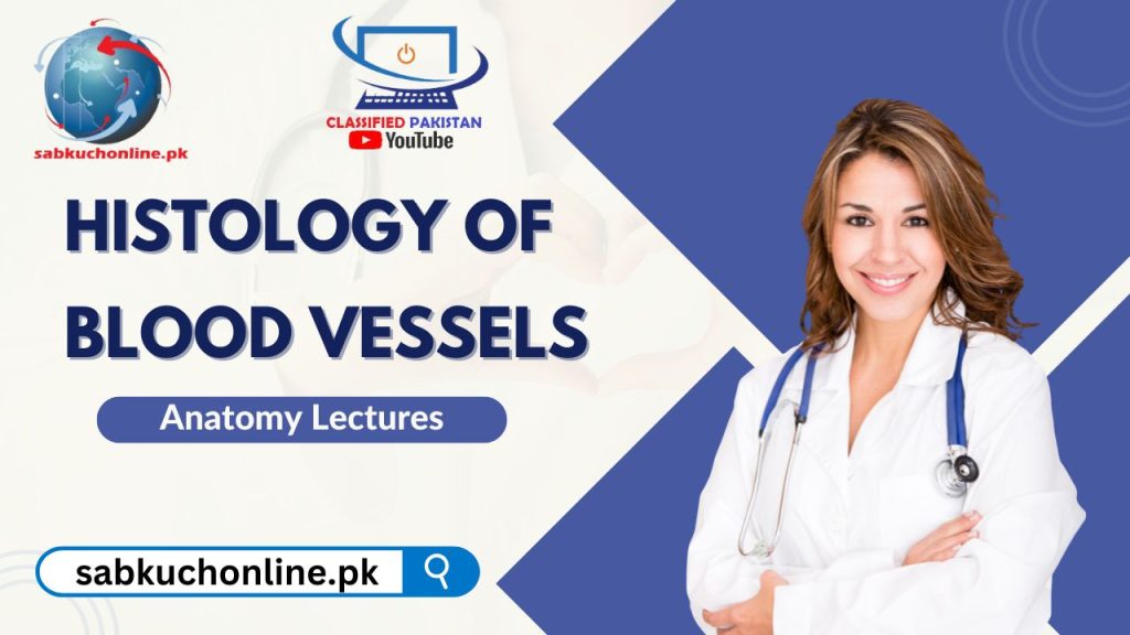 Histology of Blood Vessels: Structure & Function