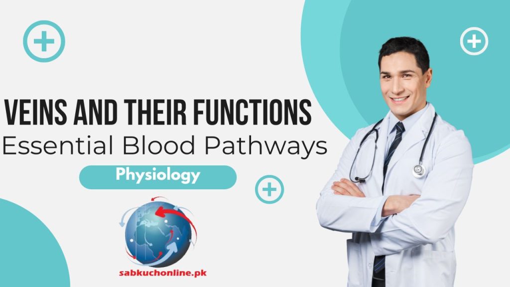 Veins and their Functions: Essential Blood Pathways